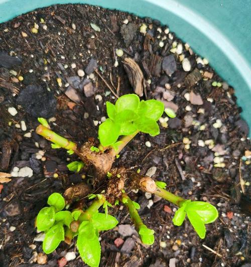 绣球花种子存在吗？如何正确种植绣球花种子？