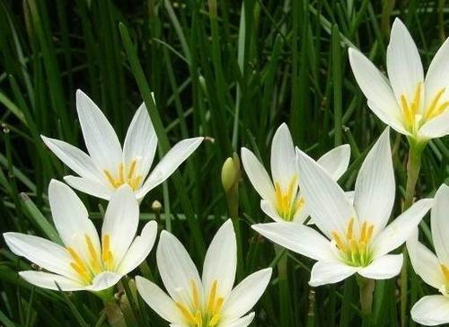 葱兰喜阴还是喜阳？如何正确养护葱兰？