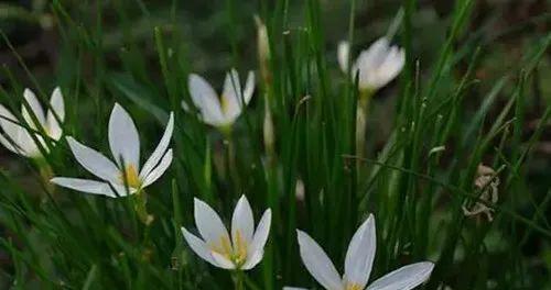 葱兰喜阴还是喜阳？如何正确养护葱兰？