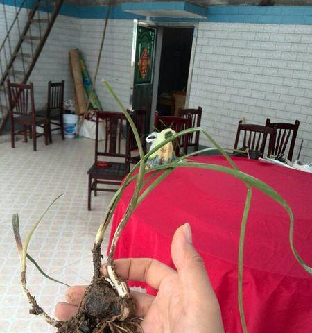 葱兰喜阴还是喜阳？如何正确养护葱兰？