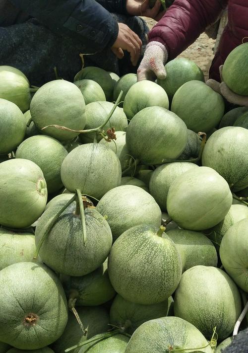 甜瓜亩产量多少斤？如何提高甜瓜的产量？
