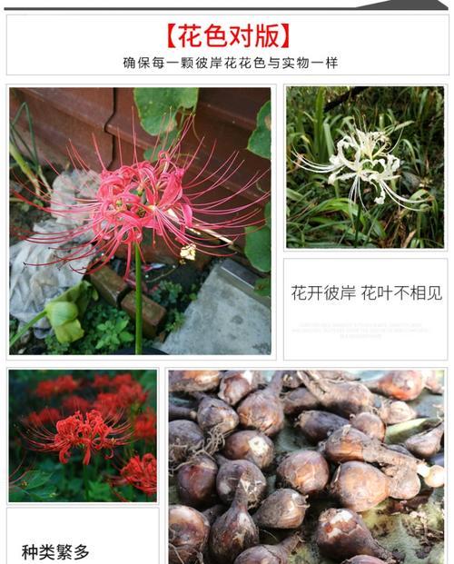 彼岸花种球如何保存？最佳种植时间是什么时候？