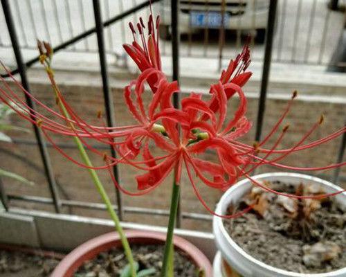 彼岸花种球如何保存？最佳种植时间是什么时候？
