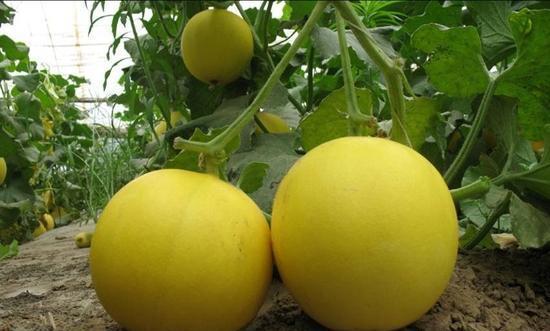 甜瓜的籽能种植吗？种植甜瓜籽的正确方法是什么？