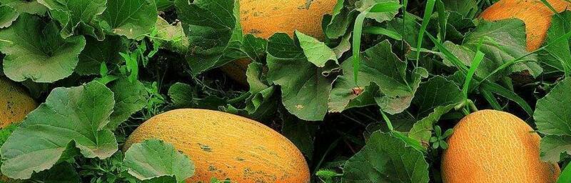 甜瓜的籽能种植吗？种植甜瓜籽的正确方法是什么？