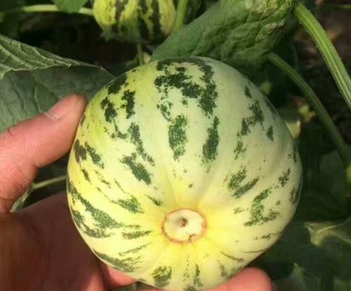 甜瓜的籽能种植吗？种植甜瓜籽的正确方法是什么？