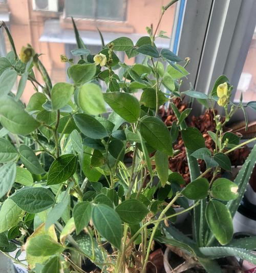 绿豆的形状是什么？如何辨别绿豆的品质？