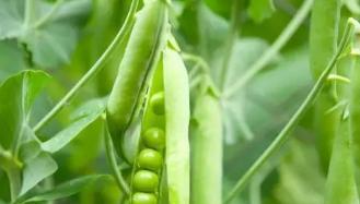 绿豆的形状是什么？如何辨别绿豆的品质？