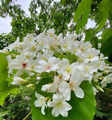 油桐花开花时间是什么时候?油桐花几月开花? 油桐花开花时间是什么时候?油桐花几月开花?