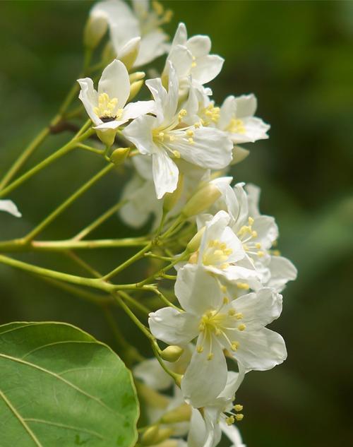 油桐花开花时间是什么时候？油桐花几月开花？