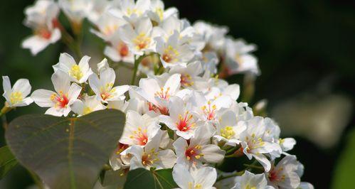 油桐花开花时间是什么时候?油桐花几月开花? 油桐花开花时间是什么时候?油桐花几月开花?