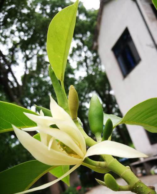 家里种白兰花可行吗？如何正确养护白兰花？