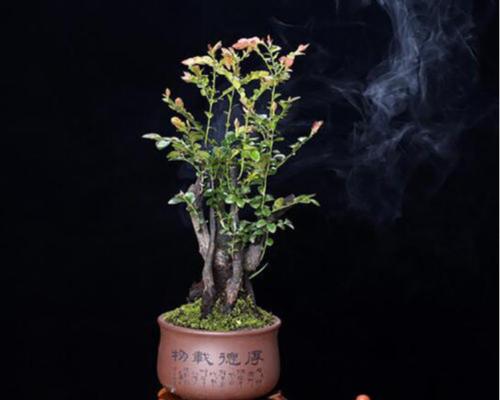 小叶紫檀下山桩养护方法是什么？如何确保其健康成长？