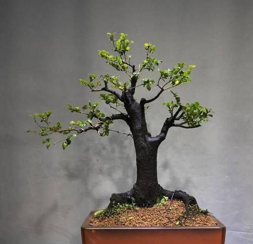 小叶紫檀下山桩养护方法是什么？如何确保其健康成长？