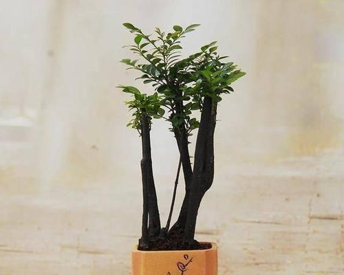 小叶紫檀下山桩养护方法是什么？如何确保其健康成长？