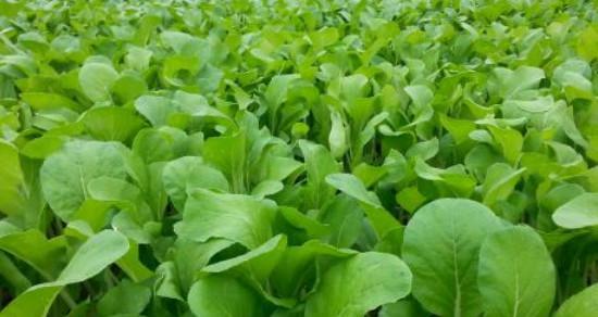 白菜种子种植方法有哪些？步骤和注意事项是什么？