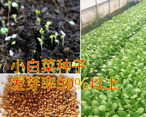 白菜种子种植方法有哪些？步骤和注意事项是什么？