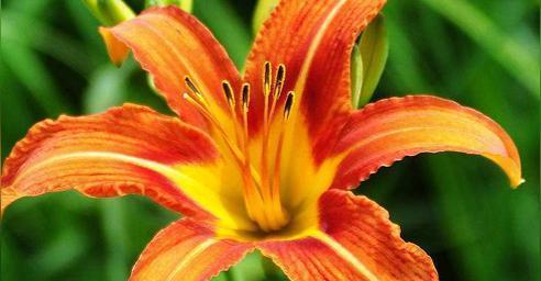 什么花象征父爱？父爱如山的花卉代表有哪些？