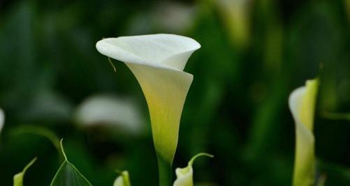 什么花象征父爱？父爱如山的花卉代表有哪些？