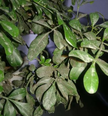 米兰不开花是什么原因？如何解决米兰不开花的问题？