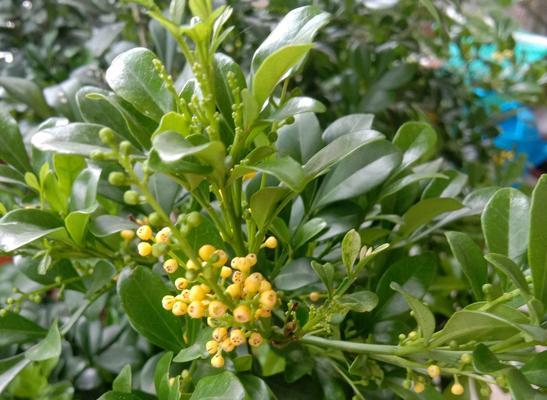 米兰不开花是什么原因？如何解决米兰不开花的问题？