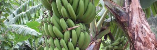 香蕉的保鲜期是多久？如何正确保存延长其新鲜度？