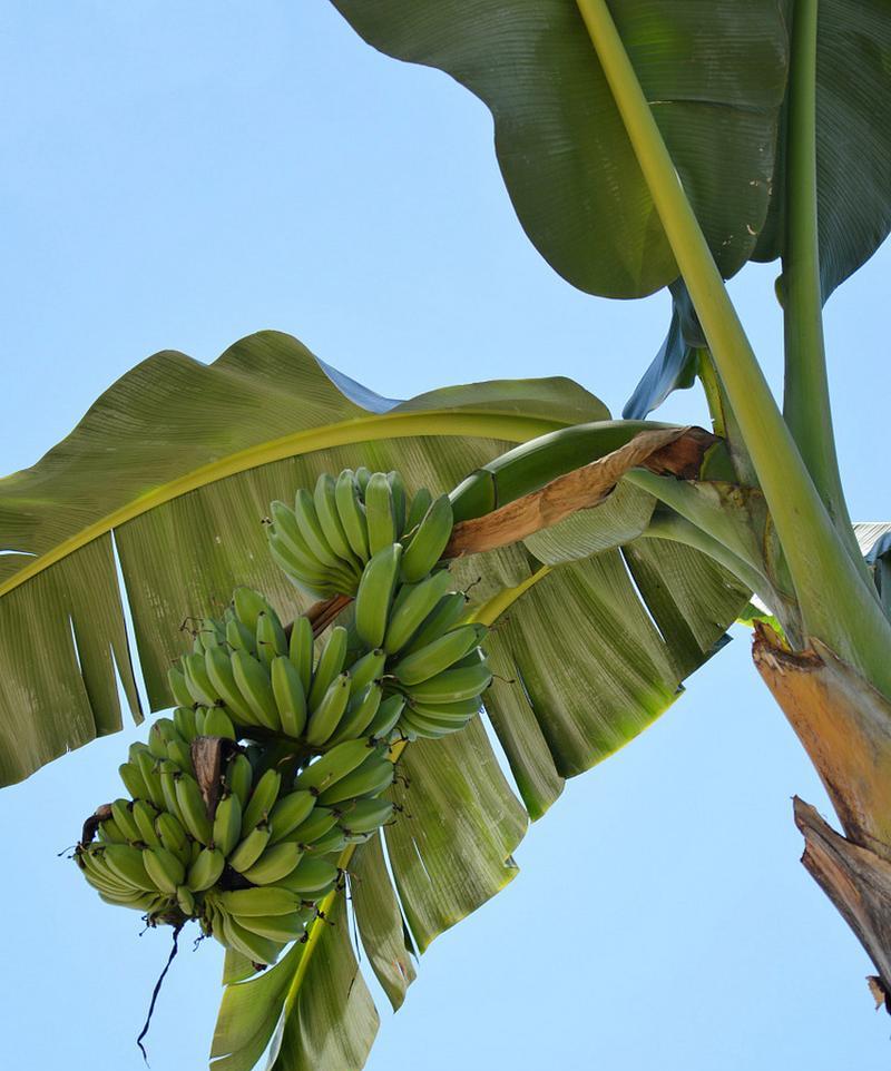 香蕉的保鲜期是多久？如何正确保存延长其新鲜度？