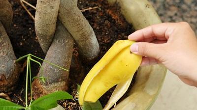 香蕉的保鲜期是多久？如何正确保存延长其新鲜度？