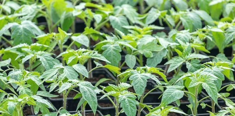 番茄的籽可以种吗？如何正确种植番茄籽？