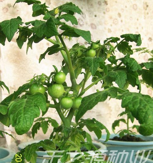 番茄的籽可以种吗？如何正确种植番茄籽？