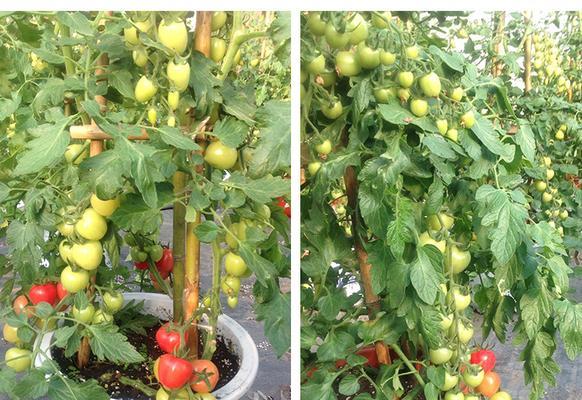 番茄的籽可以种吗？如何正确种植番茄籽？