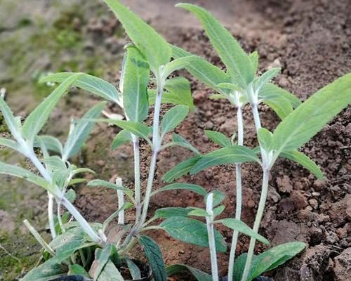 鼠尾草如何生长？它的生长环境条件有哪些要求？