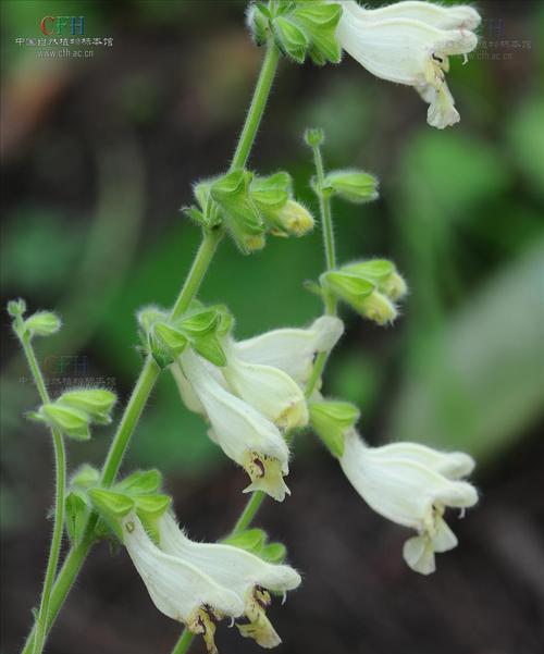 鼠尾草如何生长？它的生长环境条件有哪些要求？