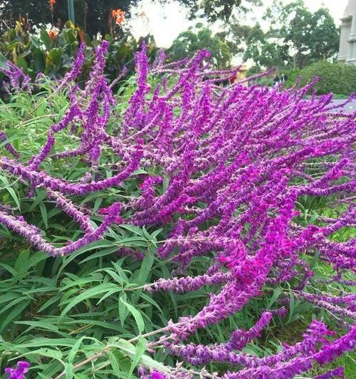 鼠尾草如何生长？它的生长环境条件有哪些要求？