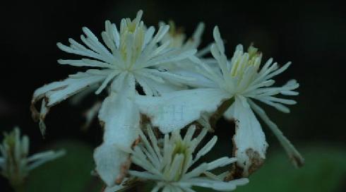 铁线莲和威灵仙是同一种植物吗？它们的区别是什么？