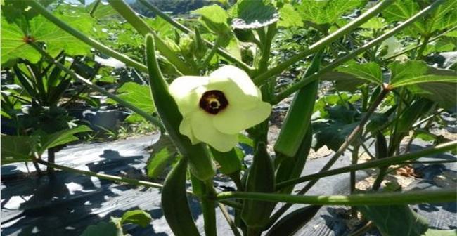 秋葵打顶的最佳时间是什么时候？具体步骤有哪些？