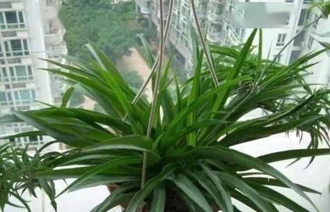 家里为什么不能养吊兰？吊兰的养殖禁忌有哪些？