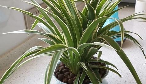 家里为什么不能养吊兰？吊兰的养殖禁忌有哪些？