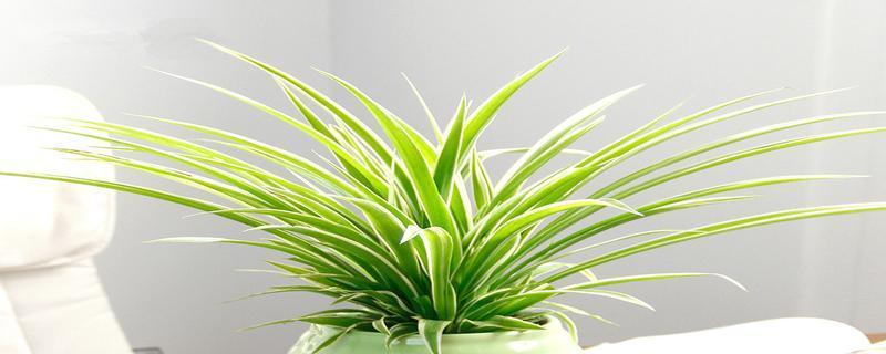 家里为什么不能养吊兰？吊兰的养殖禁忌有哪些？