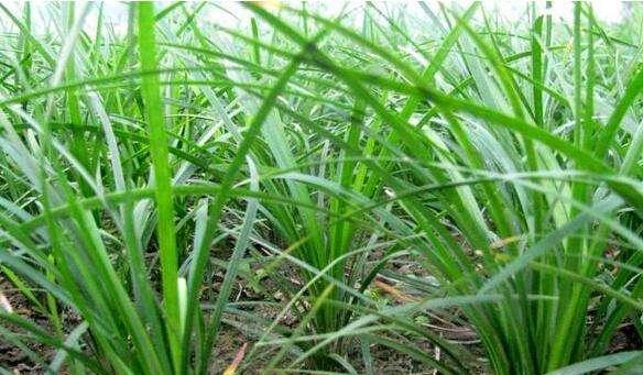 麦冬哪里产的最好？产地对麦冬品质有何影响？