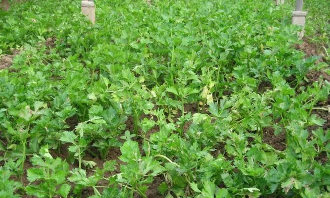 芹菜最佳种植时间是什么时候？如何确保高产？
