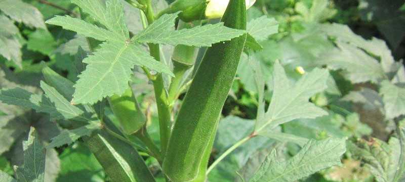 秋葵含糖量高吗？秋葵的糖分含量是多少？