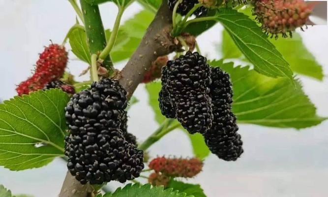 桑果什么时候成熟？如何判断桑果的最佳采摘时间？