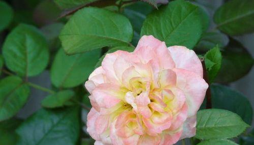 秋日胭脂属于藤本植物还是灌木？如何区分？