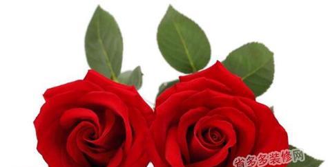 6朵玫瑰花花语是什么？送花时需要注意什么？