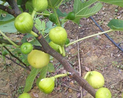 无花果亩产量是多少？如何提高无花果的产量？
