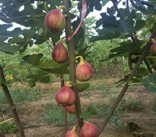 无花果亩产量是多少？如何提高无花果的产量？