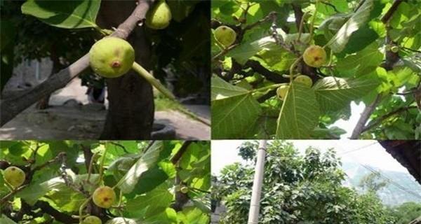 无花果亩产量是多少？如何提高无花果的产量？