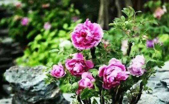 牡丹花嫁接的最佳时机是什么时候？如何提高成活率？