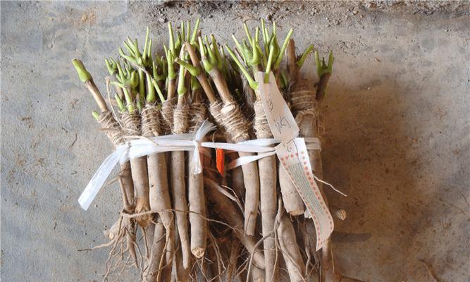 牡丹花嫁接的最佳时机是什么时候？如何提高成活率？